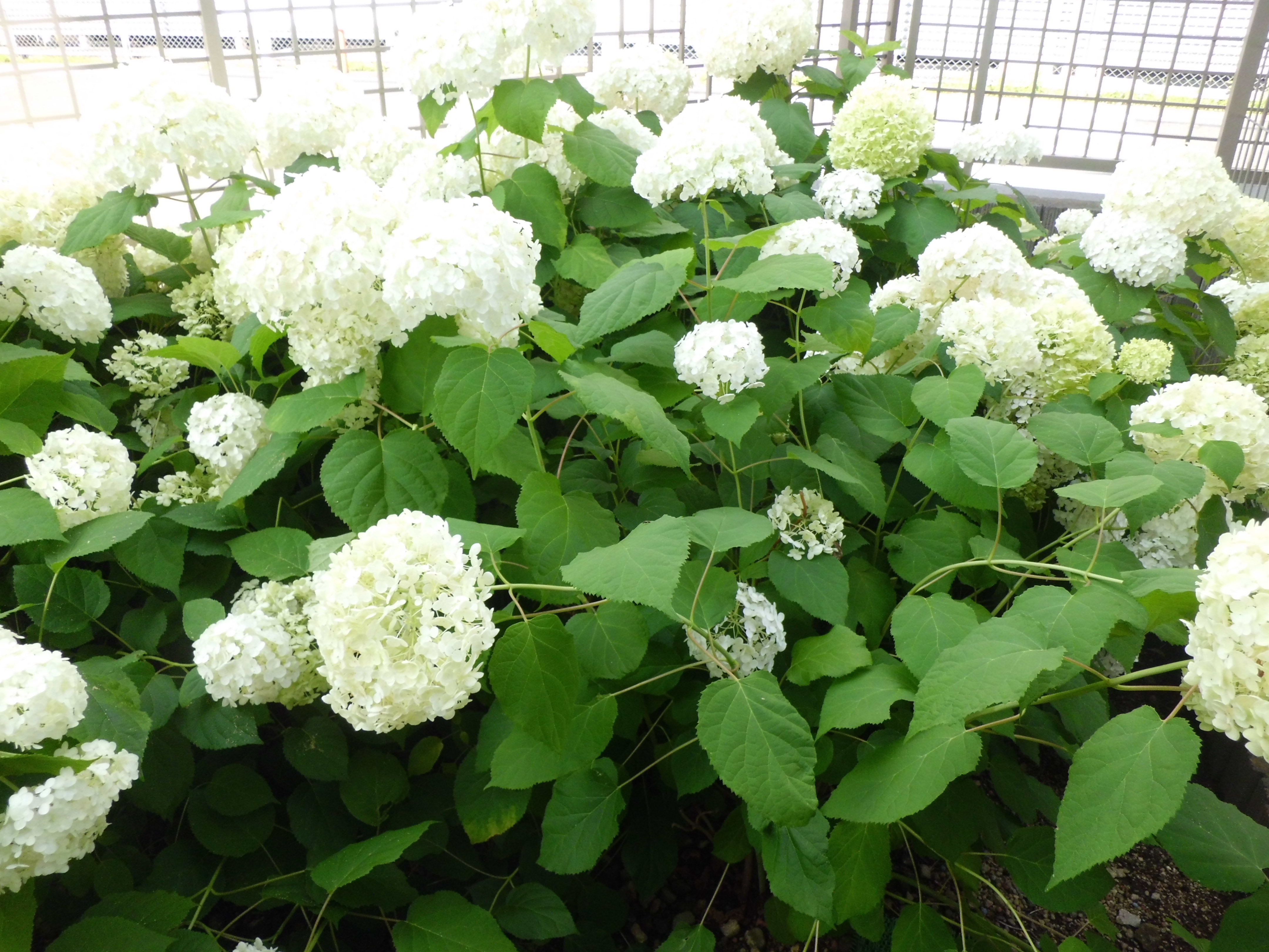 浴衣と紫陽花